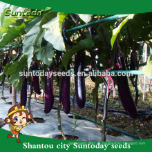Suntoday jardín comprar complany semillas orgánicas catálogo en línea híbrido brinjal imagen siembra berenjena semillas venta (22003)